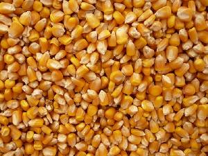 yellow maize seeds