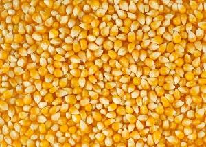 yellow maize seeds