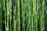 bamboo extract