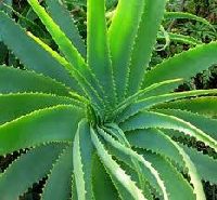 aloe extract