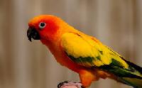 Parrot Bird -Toys