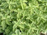 Herbs Coleus Forskohlii Plants