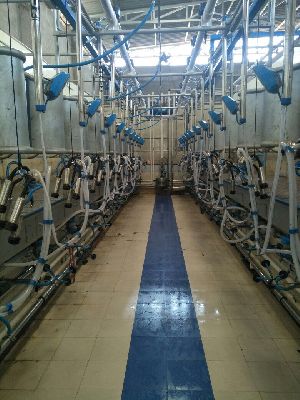 Herringbone milking parlors