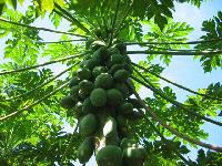 Papaya Plant