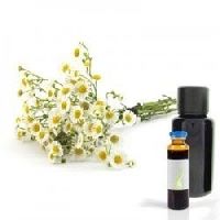 Chamomile German Flowers Oil