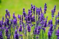 Lavender Oil