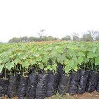 Nursery Plant Bags