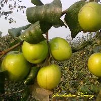 Apple Ber plant