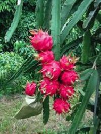 dragon fruit plant