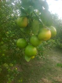 Lemon Plant