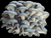 Oyster Mushroom