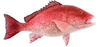 Red Snapper Fish