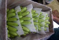Banana packing foam