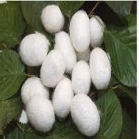 Silkworm Cocoons