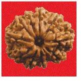 10 Mukhi Rudraksha