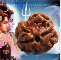 2 Mukhi Rudraksha