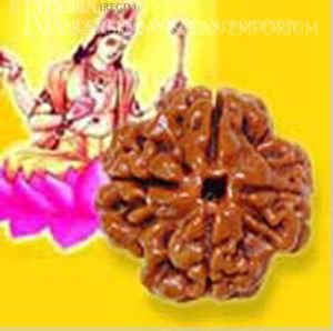 4 Mukhi Rudraksha