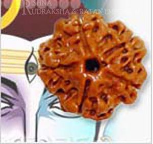 5 Mukhi Rudraksha