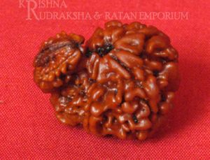 Garbha Gouri Rudraksha