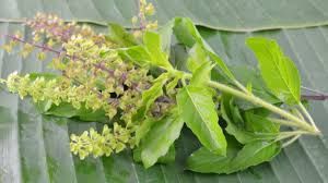 Tulsi Leaves