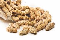 Groundnut