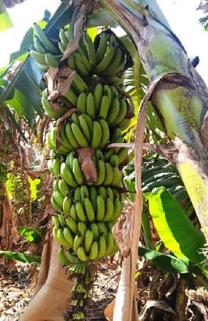 Grand Naine Banana Plant 03