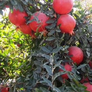Pomegranate Plant 02