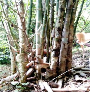 Sweet Bamboo Plant 03