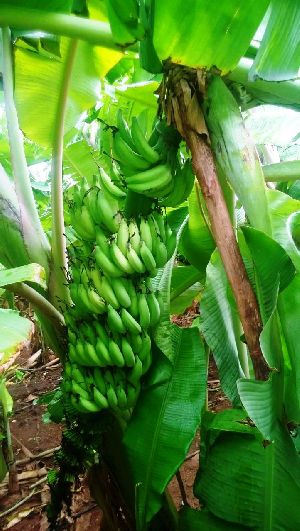 Yelakki Banana Plant 03