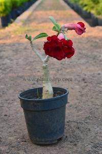 Adenium Red Plant