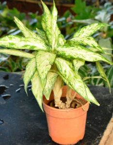 Aglaonema White