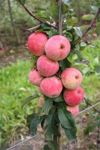 apple bear plant