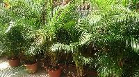 Areca Palm Plant