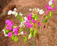 Bougainvillea Glabra Variegata