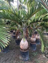 champion palm plant