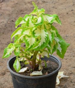 coleus hybridus Yellow