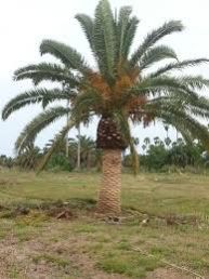 date palm plant