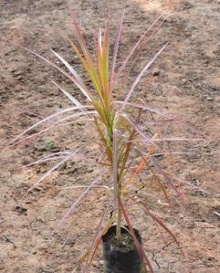 Dracaena Colorama Red