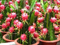 dragon fruit plant