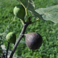 Fig Plant