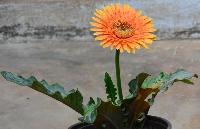 Gerbera Plant