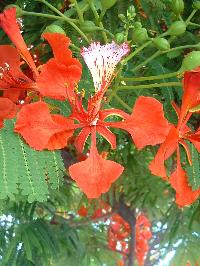 Gulmohar Plant