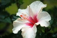 HiBiscus White