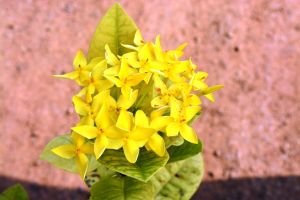 Ixora Yellow