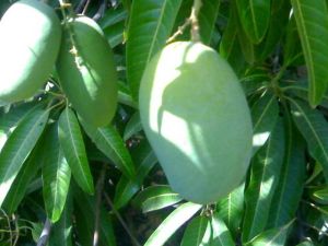 Kesar Mango Plant