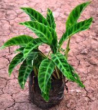 Maranta Zebra