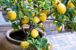 Lemon Plant