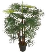 Pistol Palm Plant