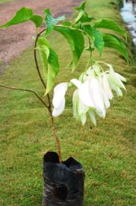 Poinsettia White