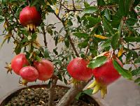 Pomegranate Plant